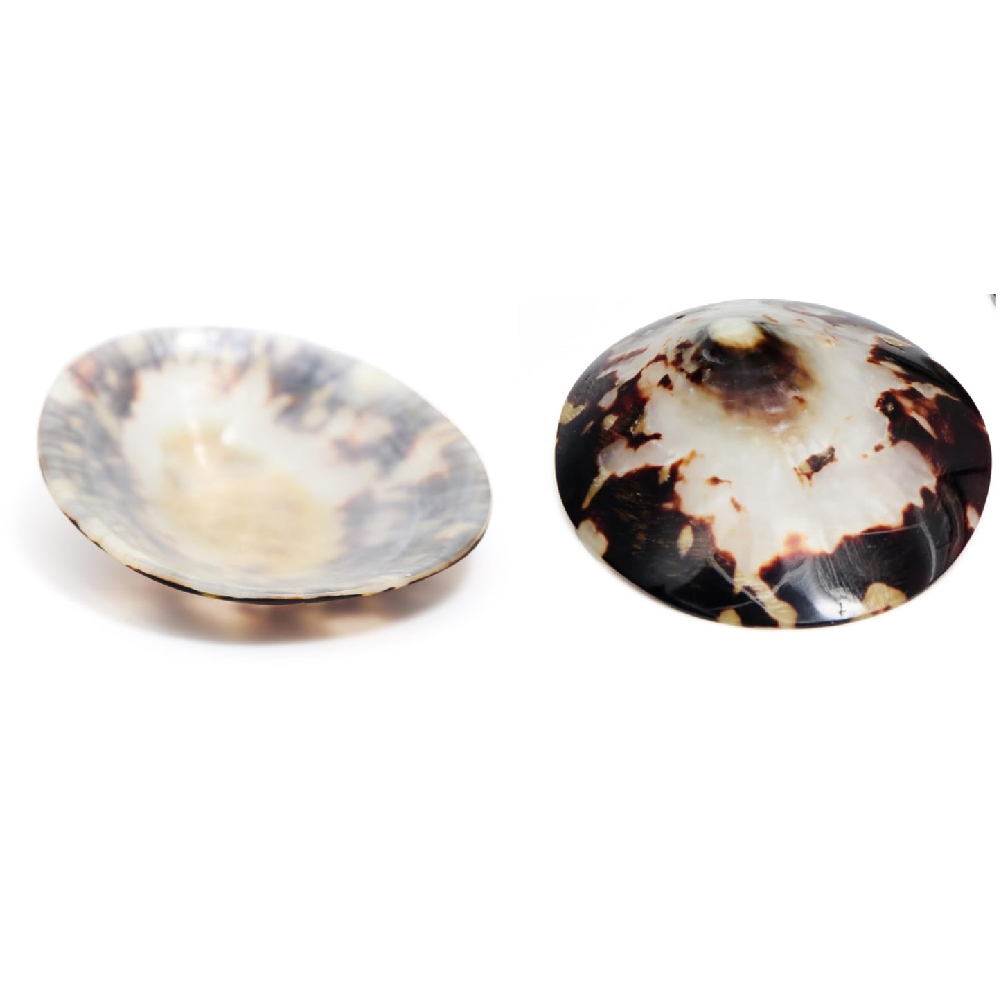 Coquillage nacre allaitement