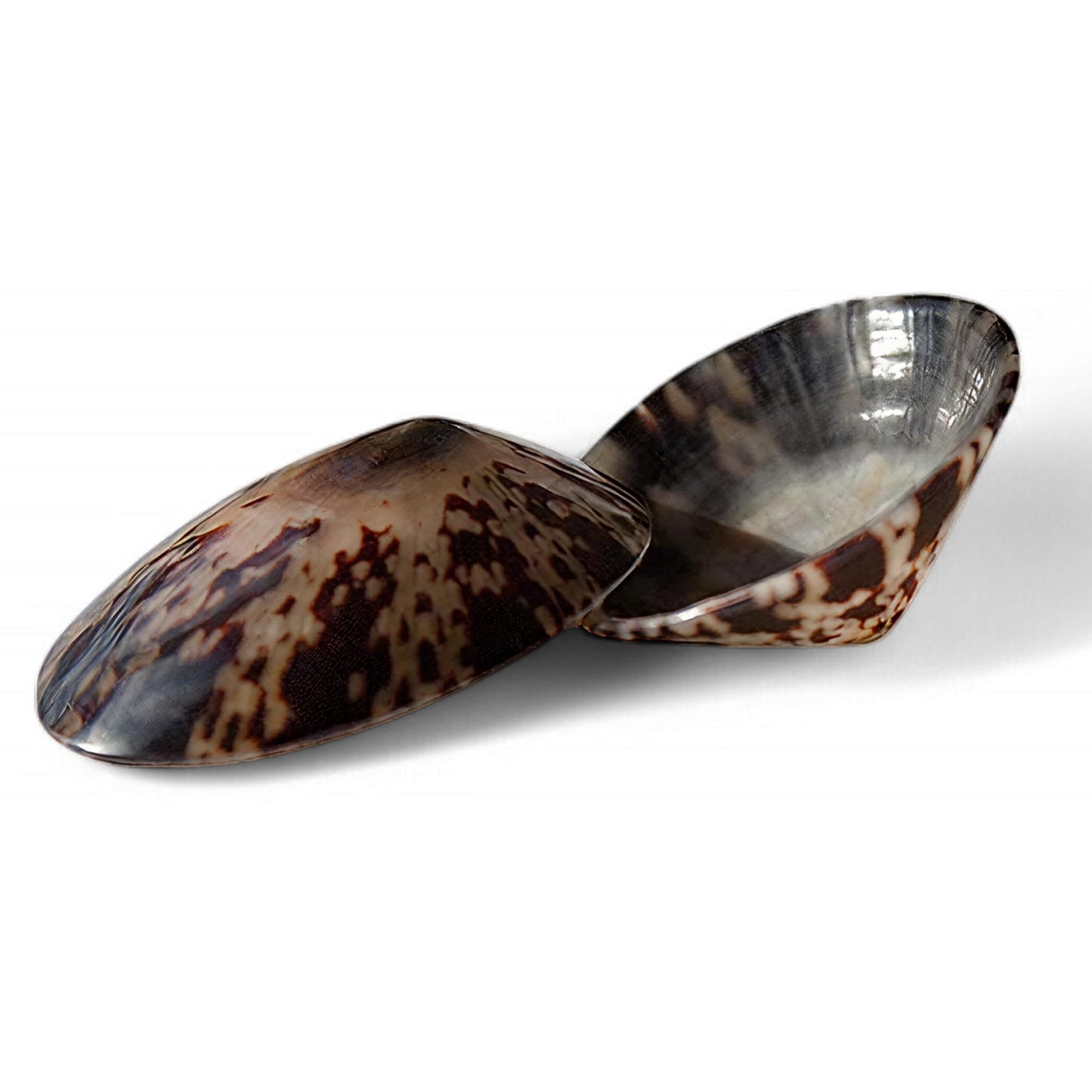 Coquillage nacre allaitement