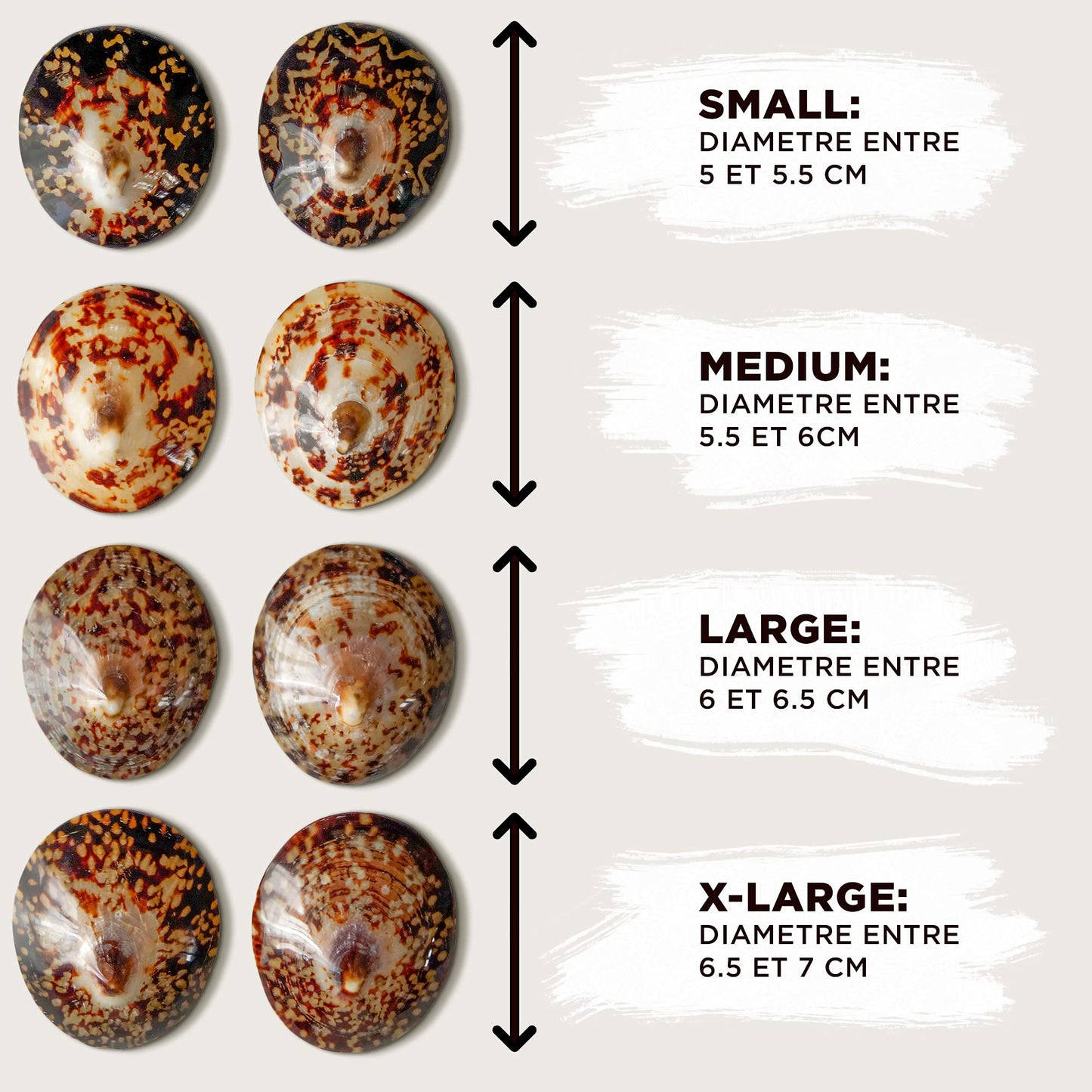 Coquille allaitement crevasse