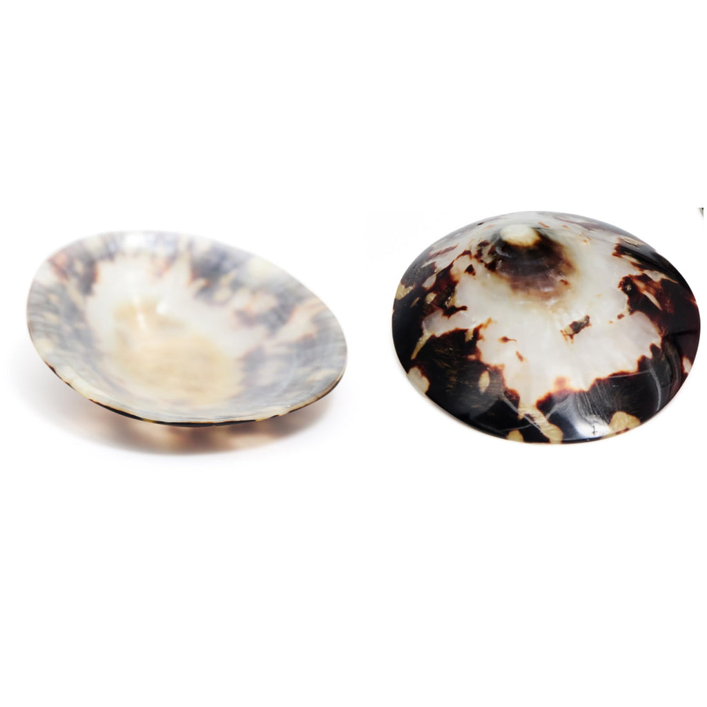 Coquillage nacre allaitement