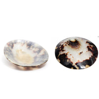 Coquillage nacre allaitement